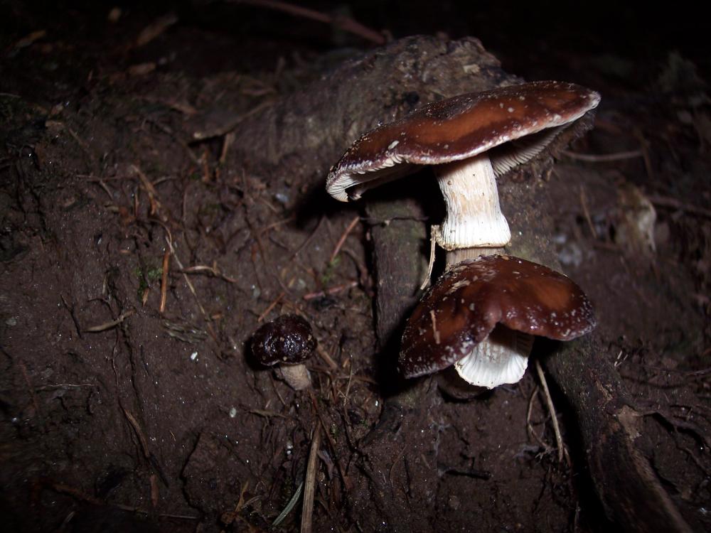 Escursione a Gressoney